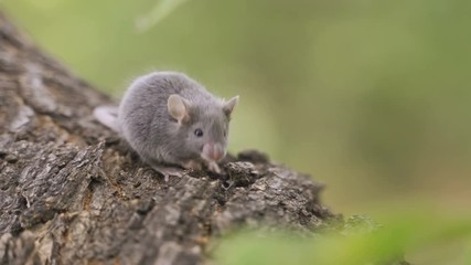 Wall Mural - Mouse on a Branch in the Autumn Forest