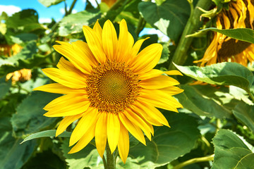 Wall Mural - Close-up view of a sunflower flower between green leaves in a field, on a sunny day