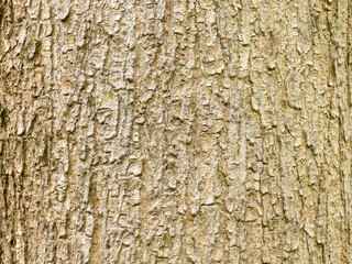 Tree bark wood texture abstract background