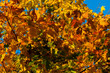 Beautiful autumn maple with big yellow, orange and green leaves – magnified details of a tree on a background of clear blue sky on a Sunny day