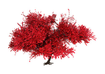 Wall Mural - 3d rendering momiji tree on white