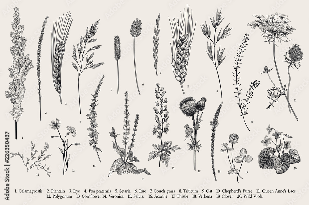 Summertime. Plants of fields and forests. Flowers, cereals. Vector vintage botanical illustration. Black and white - obrazy, fototapety, plakaty 