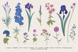 Summertime. Garden flowers. Vector vintage botanical illustration.