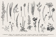 Summertime. Plants of fields and forests. Flowers, cereals. Vector vintage botanical illustration. Black and white