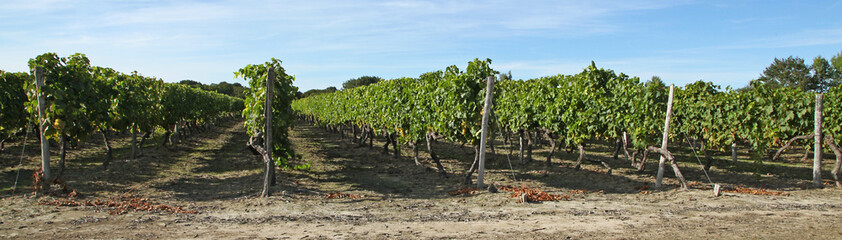 Wall Mural - Vignoble charentais