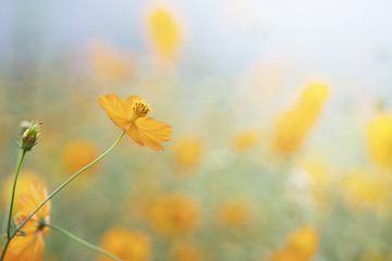 Wall Mural - cosmos flower