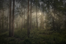Magic Foggy Forest
