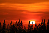 Fototapeta Zachód słońca - Sunset color sky Clouds float on top silhouette pines