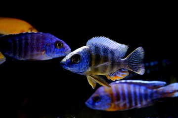 Poster - African malawi cichlid colorful fish