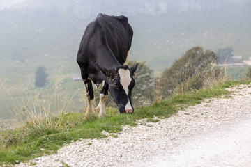 cows graze in the hills