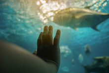Children Hand Touch Aquarium Glass