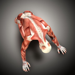 Wall Mural - 3D render of a  male medical figure in kneeling position