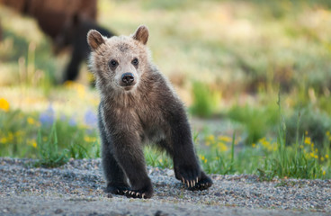 Wall Mural - grizzly bear in the rocky mountains