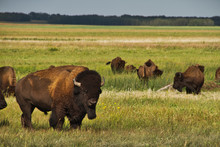 A Head Of American Bison In A Pasture In The Great Plains Of Saskatchewan, Canada
