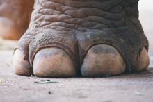 Closeup Image Nail And Foot Of Elephant