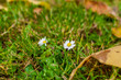 Biały kwiat stokrotki na tle zielonej trawy