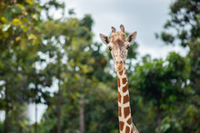 A Giraffe's Habitat Is Usually Found In African Savannas, Grasslands Or Open Woodlands