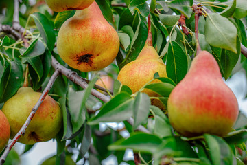 Wall Mural - Fresh juicy pears on pear tree branch. Organic pears in natural environment. Crop of pears in summer garden