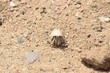 skorupiaki i insekty na plazy w egipcie