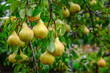 Organic Pears. Juicy flavorful pears of nature background. Pear on a branch. A pear on a tree