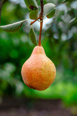 Wall Mural - Pears on the tree. Selective focus