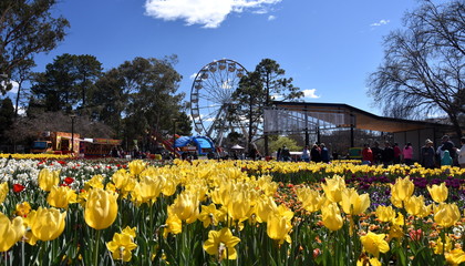 Canberra, Australia - Sept 29, 2018. Ferris wheel at the Spring Festival of Floriade. Masses of tulips in front of the Ferris Wheel at Floriade in Commonwealth Park.