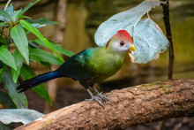 Red-Crested Turaco, Tauraco Erythrolophus, Rare Coloured Green Bird With Red Head, In Nature Habitat. Wildlife Scene From Nature.