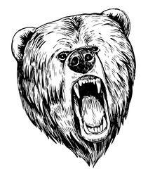 Wall Mural - brown bear head. hand drawn sketch converted to vector.