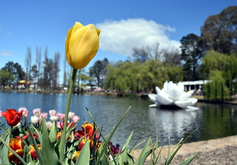 Yellow tulip flower against blue sky. Big plastic white water lily in the background on Lake Burley Griffin in Commonwealth Park. Floriade is Australia biggest celebration of spring in Canberra.