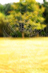 Wall Mural - A delicate spiders web covered in the early morning dew.