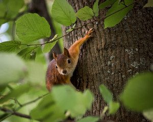 squirrel hanging on a tree and looking into the frame