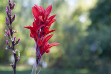 Indian Paintbrush Castilleja Miniata Buding And Blooming  Vertical Line Of Flowers
