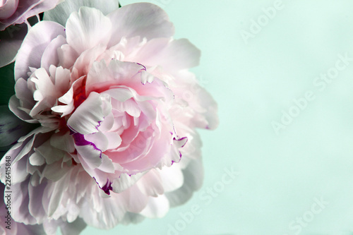Dekoracja na wymiar  zblizenie-piekny-rozowy-kwiat-peonie