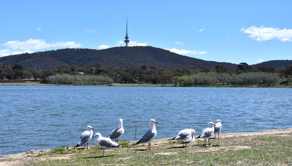 Seagulls sunbathing in the foreground. Panoramic view of Black Mountain Tower (Telstra Tower) and Lake Burley Griffin in  Canberra, Australia,