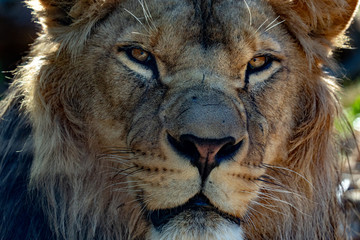 Poster - male lion eyes close up