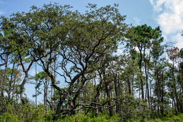 Wall Mural - tree and blue sky