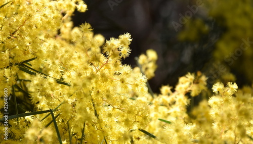 Acacia Pycnantha Commonly Known As The Golden Wattle Is