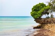 Tanzania. Stone Town. Prison island. The rocky coastline ща turquoise blue see with bright green tree.  