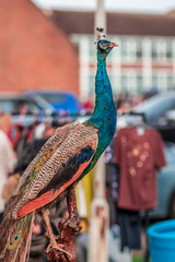 Wall Mural - Peacock on car-boot sale in London