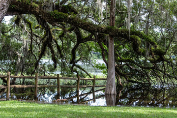 Wall Mural - Gnarled old tree