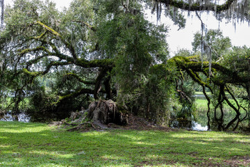 Wall Mural - Gnarled old tree