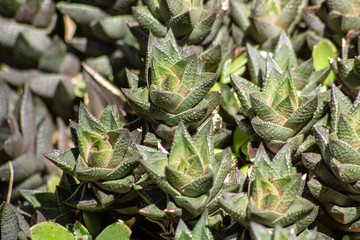 Succulent plant