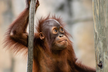 Baby bornean orangutan