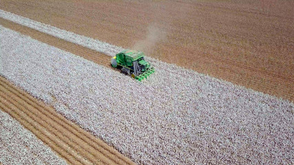 Large six row Baler Cotton picker working in a Cotton field - Aerial image