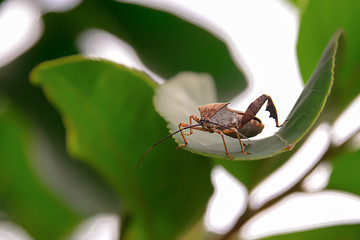 Wall Mural - Insect pests are insects that eat insects together as food.