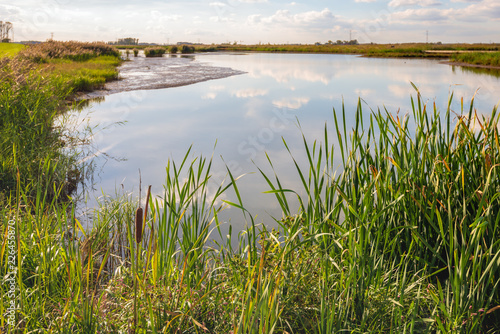 Fotografia, Obraz Mirror smooth water surface of a wide creek in the Dutch National Park De Biesbo