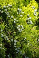 Photo depicting branch of juniper blossoming in springtime, fruiting. New fresh brunches of evergreen juniper in garden, blurred background. Berries ripen on branches of juniper. Herbal medicine.