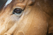 Close Up Of An Eye Of A Horse.