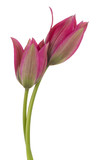 Fototapeta Tulipany - tulip flower isolated