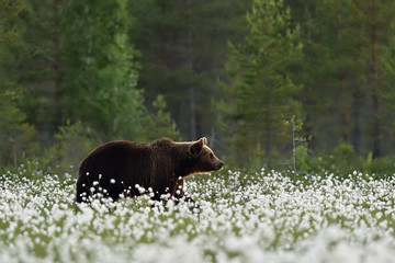 Wall Mural - brown bear in summer scenery